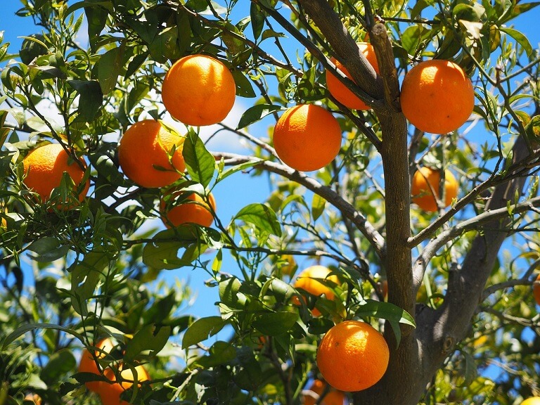 Naranjas 86% Agua